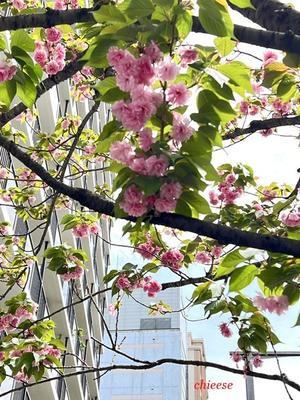 街で見かけた春のお花♪　＆　選挙 - 