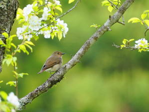 白い花の木にとまるキビタキ♀ - シエロの野鳥観察記録