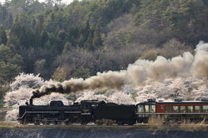 2024年春　桜背景に蒸気機関車を撮る - 蒸気屋が贈る日々の写真-exciteVer