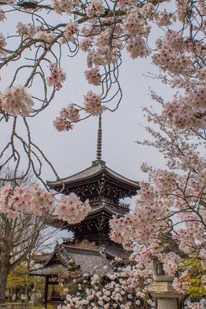 2024京都桜～真如堂 - 