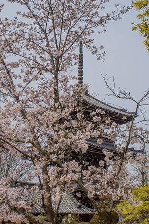 2024京都桜～真如堂 - 