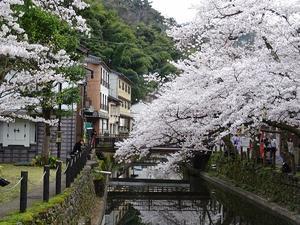 城崎温泉の桜 - 
