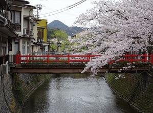城崎温泉の桜 - 