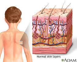 What is skin in human body? - 
