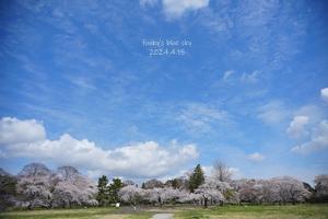 SAKURA*2024　その12（歩いても、歩いても、まだまだ桜♪） - FUNKY'S BLUE SKY