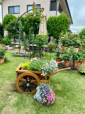 去年仲間入りの２本のスタンダードの成長♡と、クレマチスの開花第1号♫ - 薪割りマコのバラの庭
