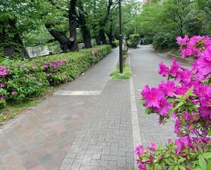 Walking 　新緑の石神井川沿いを9㎞♪ - 