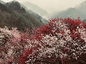 趣味の写真・・・昼神温泉・花桃の里 - 井畑花の道サークル　＆ 　趣味の写真