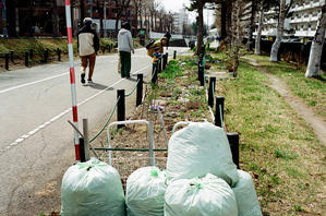 今年初めて見たエゾムラサキツツジと花壇のボランティア清掃専用ゴミ袋 - 
