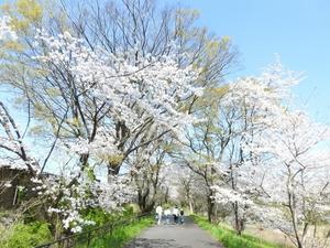 『フラワーパーク江南のバラ科(桜・梨・花桃・李)の樹花達～』 - 自然風の自然風だより