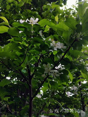 庭の緑が濃くなり、モッコウバラとヤマボウシの白い花が咲き始めました、他の薔薇たちも蕾が一杯で日に日に大きくなっています - 
