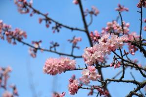 桜が咲いたよ - 