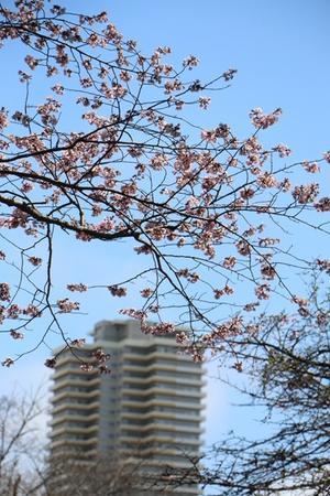 桜が咲いたよ - 