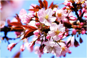華やかに咲く花ありて、、、 - ☆彡 四季写遊 ☆彡