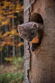 What is a pine marten in adopt me? - 