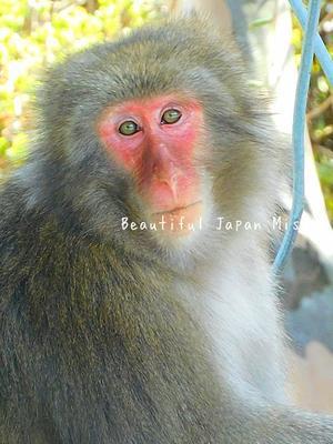 春の猿さん;･ﾟ☆､･：`☆･･ﾟ･ﾟ☆ - Beautiful Japan 絵空事