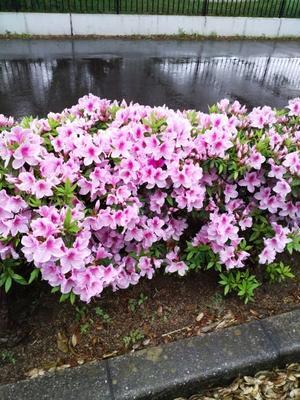 4月24日（水）小雨。朝7時過ぎ朝の散策へ。戸張地区公園からふるさと公園を回って、帰ってきた。途中に出会った花々に感謝し愛でながらパチリパチリ。 - 