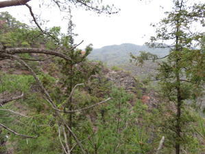 下山する、カタクリの花見学する　高木山 (344M)    最終回 - 