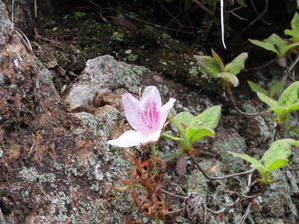 下山する、カタクリの花見学する　高木山 (344M)    最終回 - 