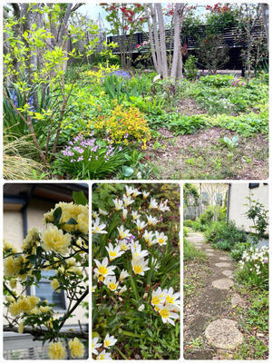 ４月２５日の庭とニャンズ - 