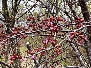 見つけました　桜の芽吹き　　　　2024-04-24 - 