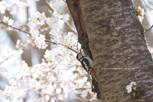 信越自然郷の鳥たち　アカゲラと桜 - 野沢温泉とその周辺いろいろ２
