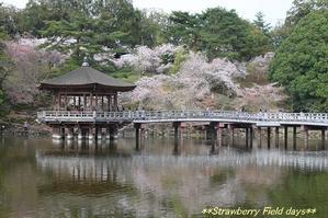 父との思い出の桜　2015 奈良公園　 - 暮らしを紡ぐ2