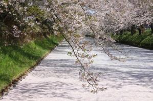 青森旅行　弘前公園　さくらまつり　①外濠の桜　花筏 - 暮らしを紡ぐ2