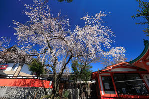 2024桜咲く京都　車折神社の渓仙桜 - 花景色－K.W.C. PhotoBlog
