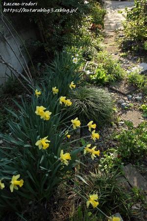 ４月半ばの我が家の庭2024 ＃５　西日を受ける東の庭から　 - 
