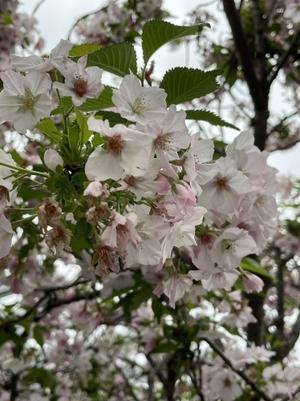 今年最後の桜・・・（４月23日） - 