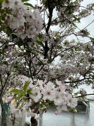 今年最後の桜・・・（４月23日） - 