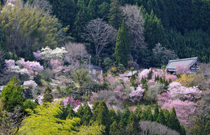啓翁桜と山茱萸 2　　　奈良県 - ty4834 四季の写真Ⅱ