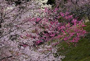 啓翁桜と山茱萸 2　　　奈良県 - 