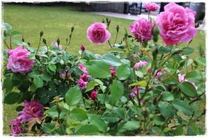 La rose 薔薇の庭