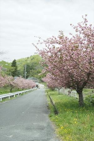 北へ桜を見にー1・道中 - 