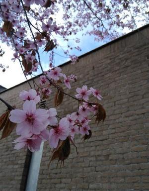 今年の桜 - まさかり半島日記