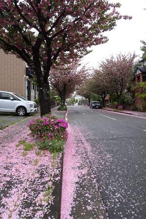 八重桜の並木道 - 