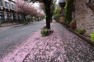 八重桜の並木道 - 