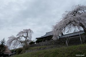 名阪沿いの桜 - 