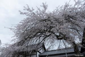 名阪沿いの桜 - 