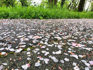 八重桜が散り、桜の季節は終了しました - 酎ハイとわたし