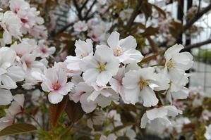 桜いろいろとウツギ☆空中庭園 - さんじゃらっとblog★new