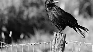  The Mysterious Raven: Symbolism and Science - 
