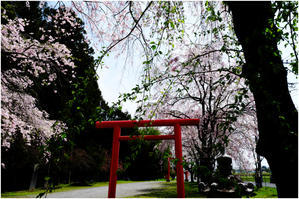 枝垂れ桜に誘われて、、、 - ☆彡 四季写遊 ☆彡