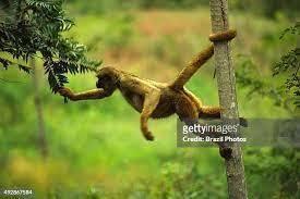 What is the IUCN status of spider monkey? - 