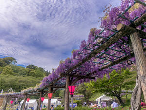 藤の香薫る蓮華寺池公園 - やきとりブログ