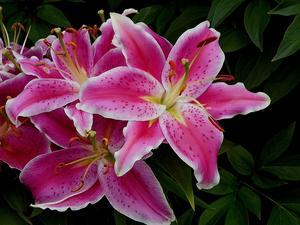 The Enigmatic Beauty of the Stargazer Lily - 