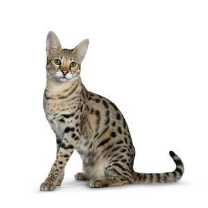 28 Best Care Tips for a Healthy Savannah Cat - 
