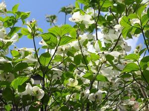 春の白い木花（4月下旬） - 